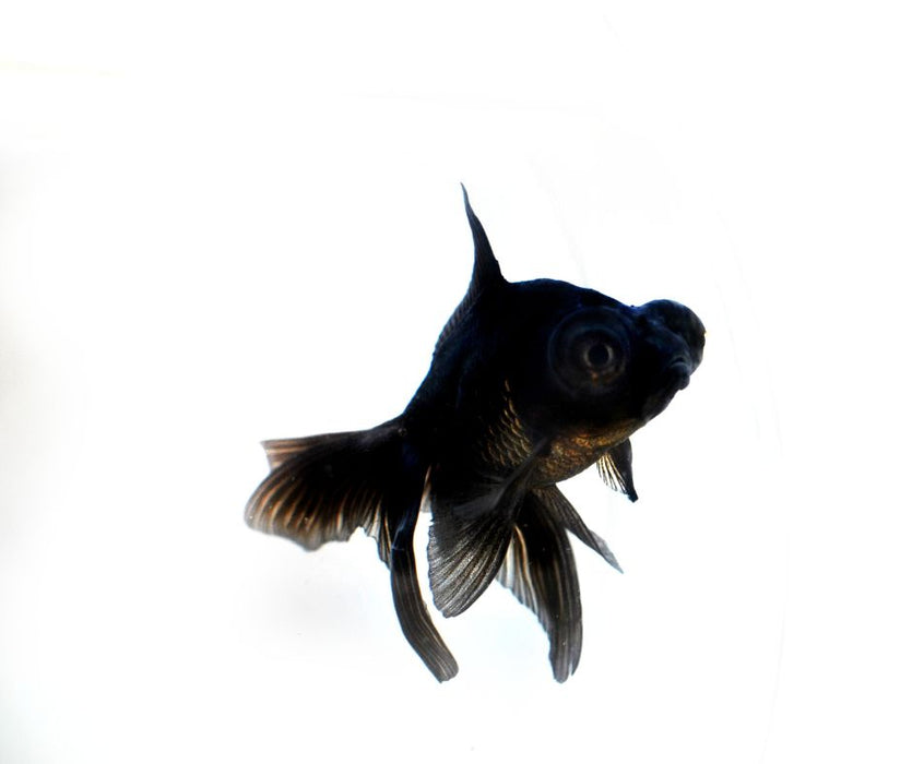 Goldfish Black Moor - Carassius auratus