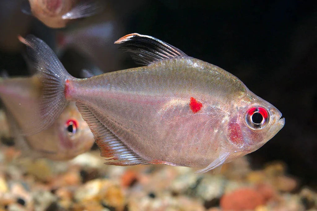 Bleeding Heart Tetra - Hyphessobrycon erythrostigma