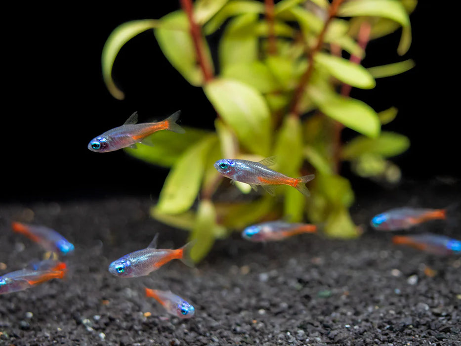 Diamond Head Neon Tetra - Paracheirodon innesi var.