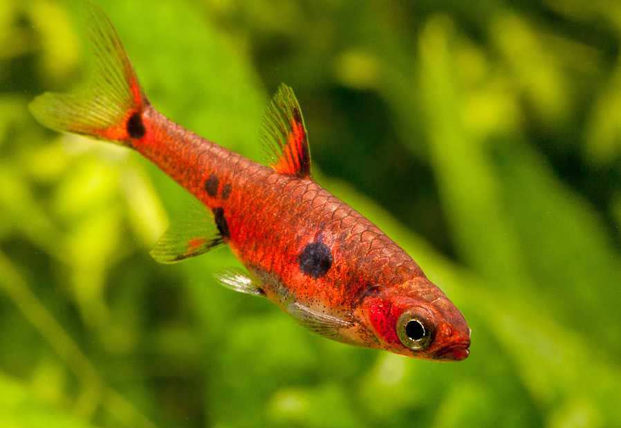 Maculata rasbora (Dwarf Rasbora) - Boraras maculatus