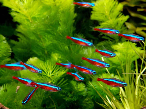 Cardinal Tetra - Paracheirodon axelrodi