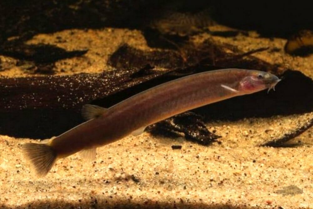 Kuhli Loach Black - Pangio oblonga