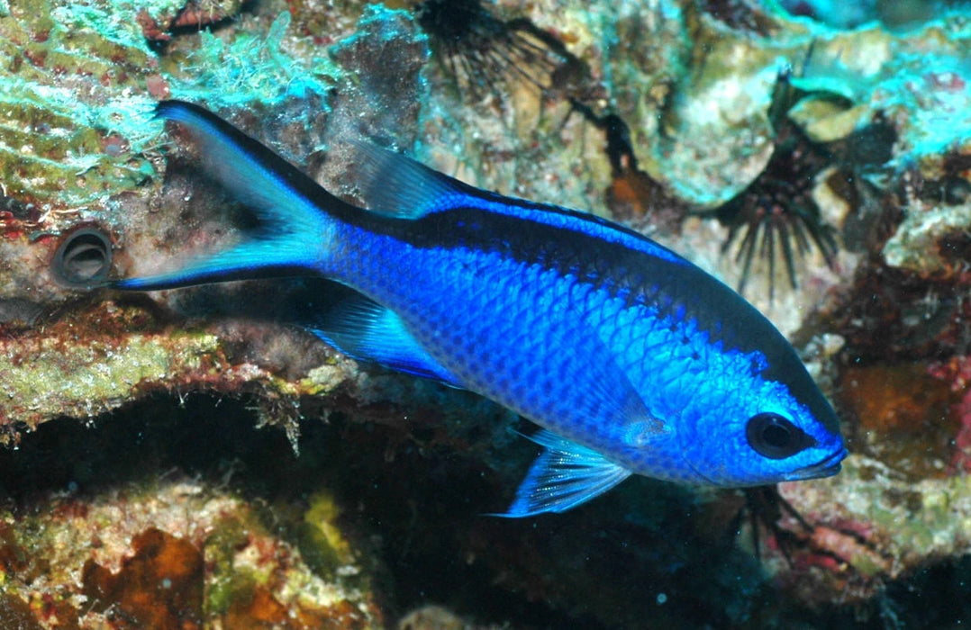 Blue Chromis - Chromis cyanea)