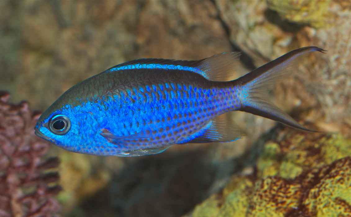 Blue Chromis - Chromis cyanea)
