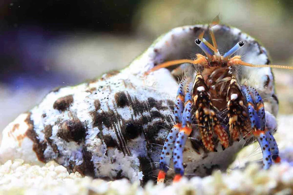 Janitor Hermit Crab - Clibanarius sp. or Clibanarius spp