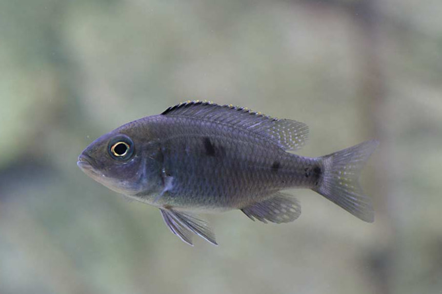 Cop. azureus - Copadichromis azureus