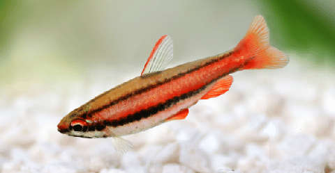 Red Pencilfish - Nannostomus mortenthaleri