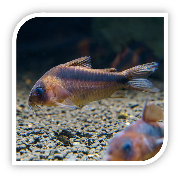 Rust Cory Catfish - Corydoras Rabauti