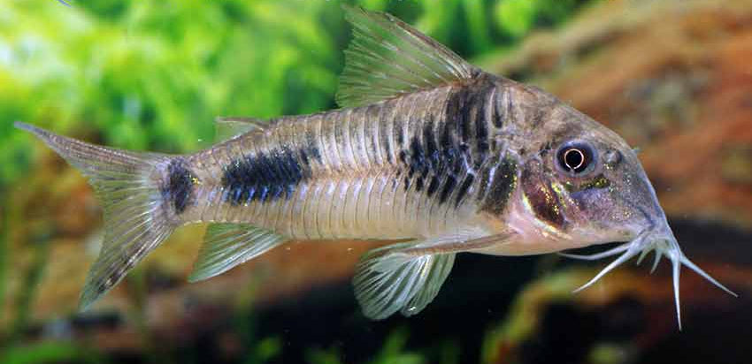 Corydoras Elisae - Corydoras ellisae Gosline