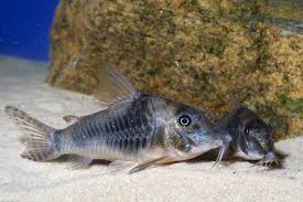 Corydoras Elisae - Corydoras ellisae Gosline