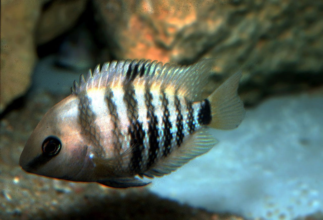 Blue eye cichlid - Cryptoheros spilurus
