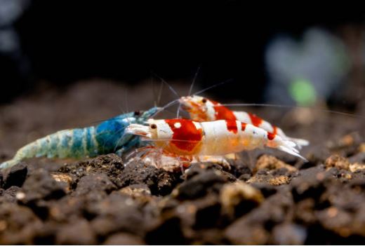 Crystal Shrimp - Mischling Shrimp - Caridina cf. cantonensis