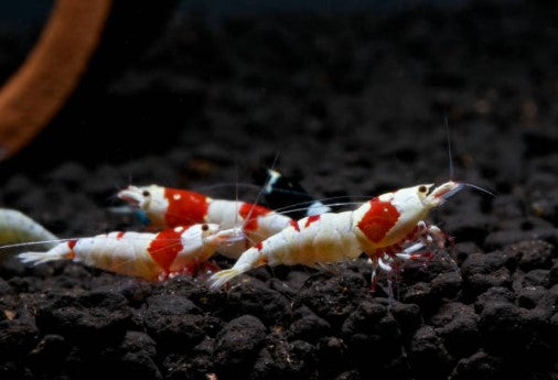 Crystal Shrimp - Mischling Shrimp - Caridina cf. cantonensis