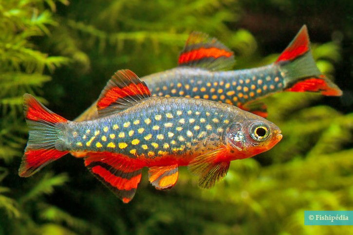 Celestial Pearl Danio (Galaxy Rasbora) - Danio margaritatus