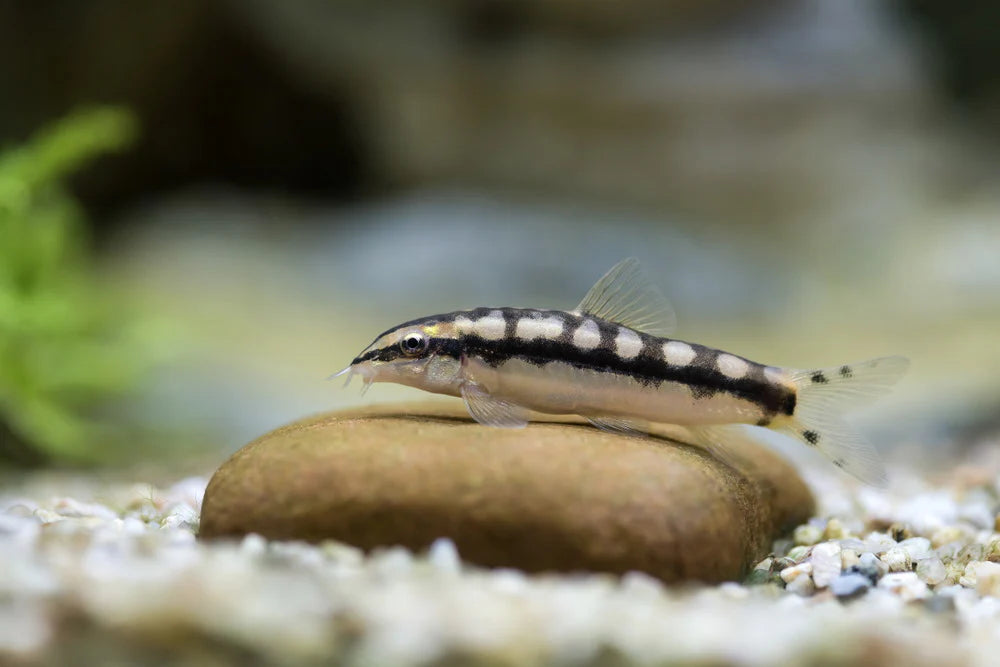 Dwarf Chain Loach - Ambastaia Sidthimunki