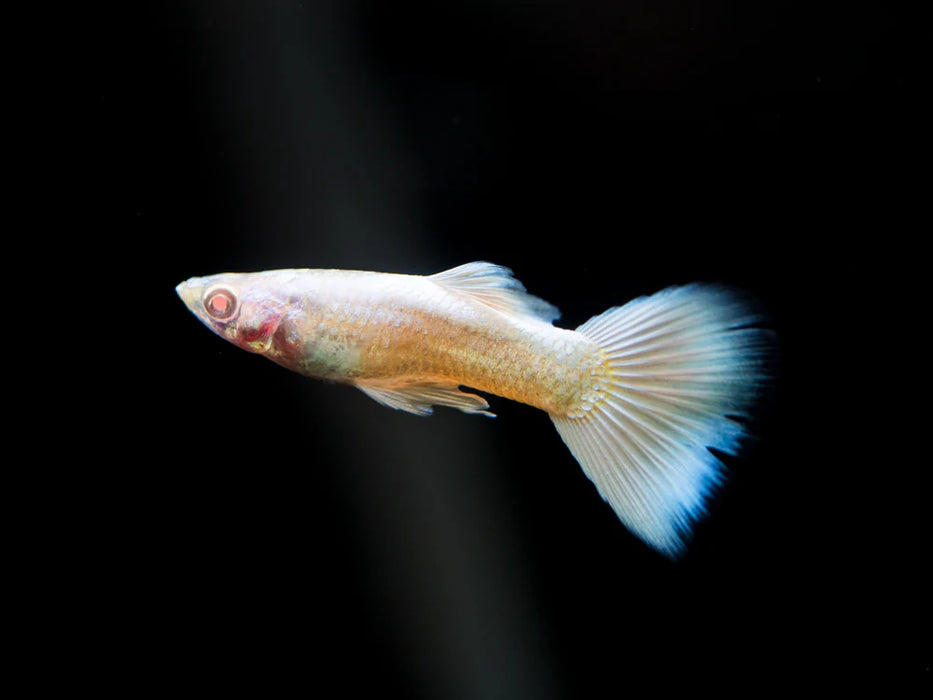 Guppy Albino Full Platinum - Poecilia reticulata
