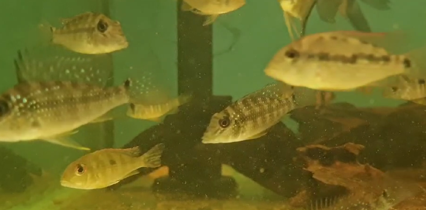 Green horseface Cichlid - Geophagus jurapari