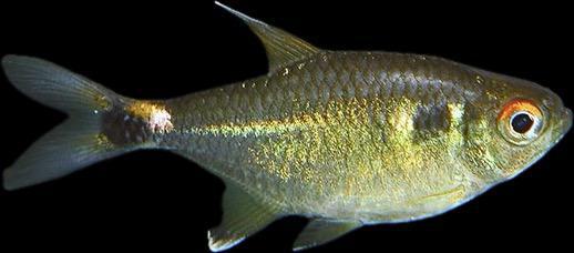 Head-and-tail light Tetra - Hemigrammus ocellifer