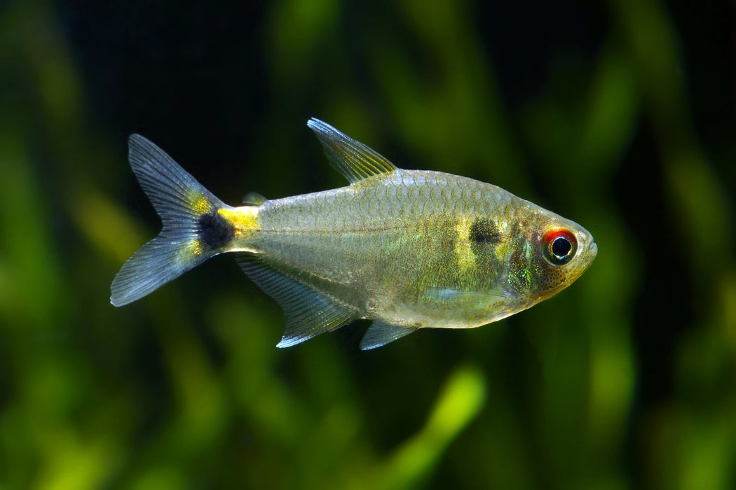 Head-and-tail light Tetra - Hemigrammus ocellifer