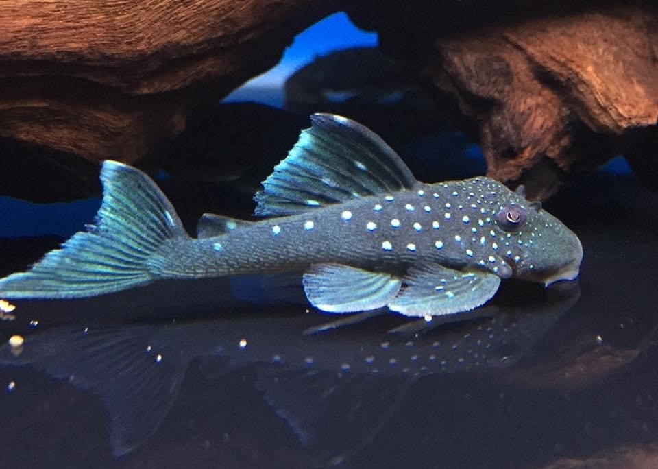 Blue Phantom L128 - Hemiancistrus sp. L128 Breeding Pair