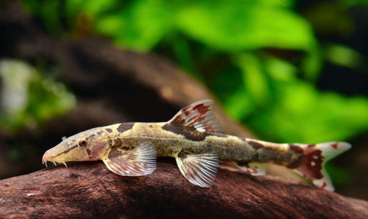 Lizard Loach Fish - Homaloptera Orthogoniata