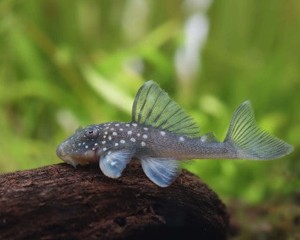 Blue Phantom L128 - Hemiancistrus sp. L128 Breeding Pair