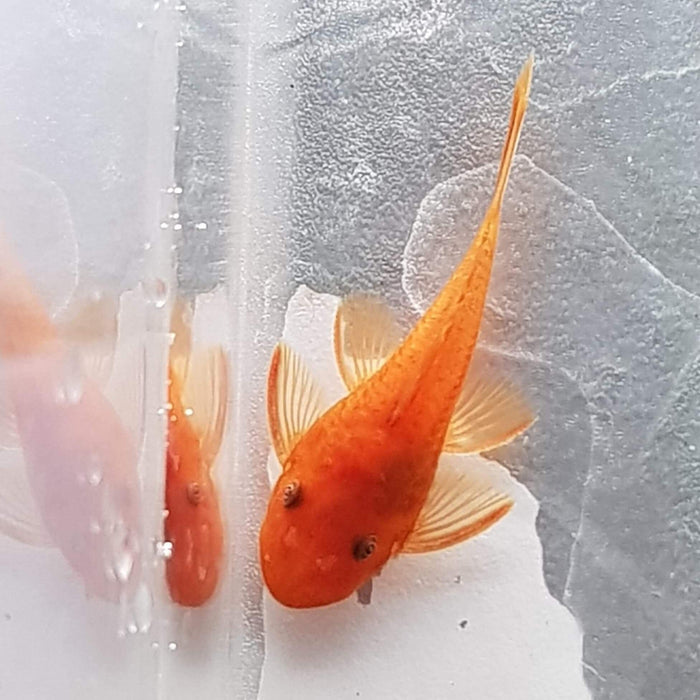 Super Red Bristlenose - Ancistrus sp.