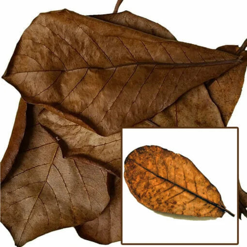 Easy-Life - Catappa X