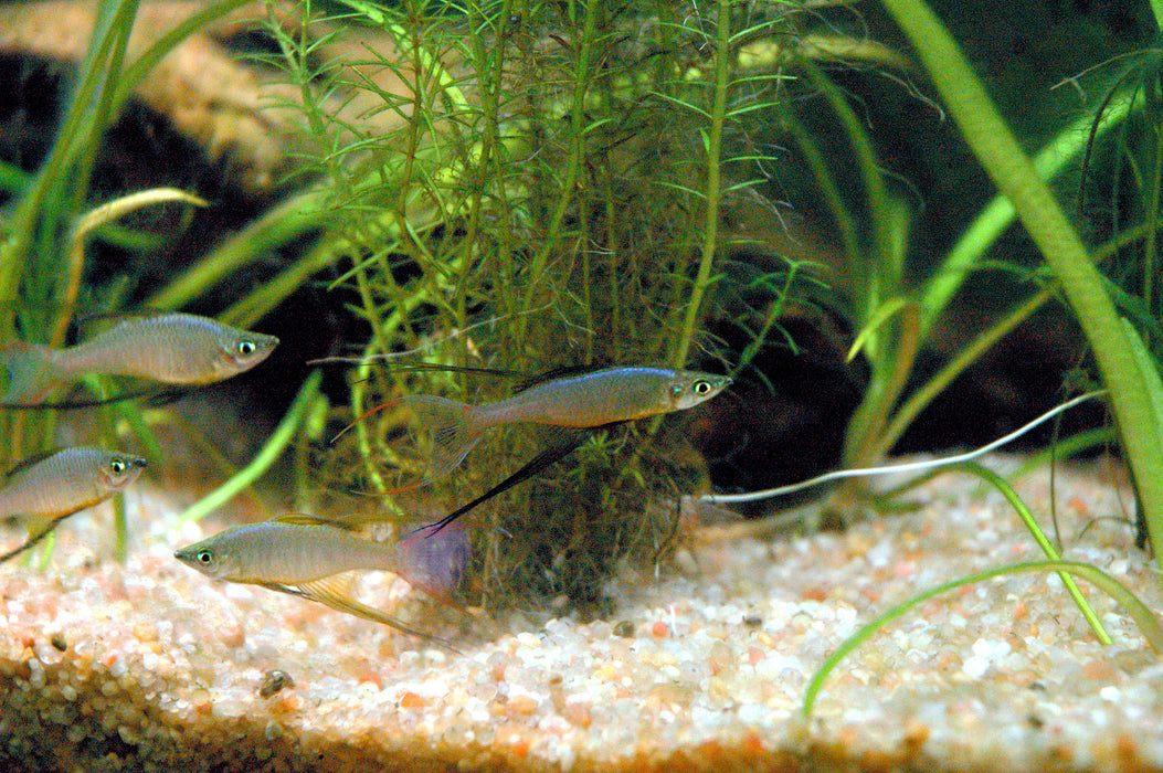 Werneri Threadfin Rainbow - Iriatherina werneri Pairs.