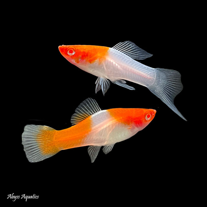 Kohaku Sword Tail