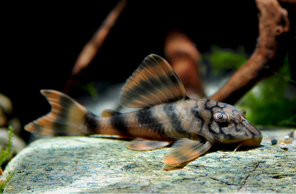 L135 Worm Line Pleco / Demini Worm Line Pleco - Peckoltia braueri Breeding Trio