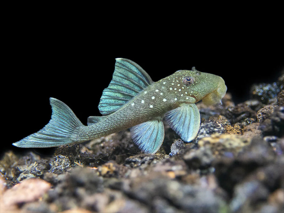 Blue Phantom L128 - Hemiancistrus sp. L128 Breeding Pair