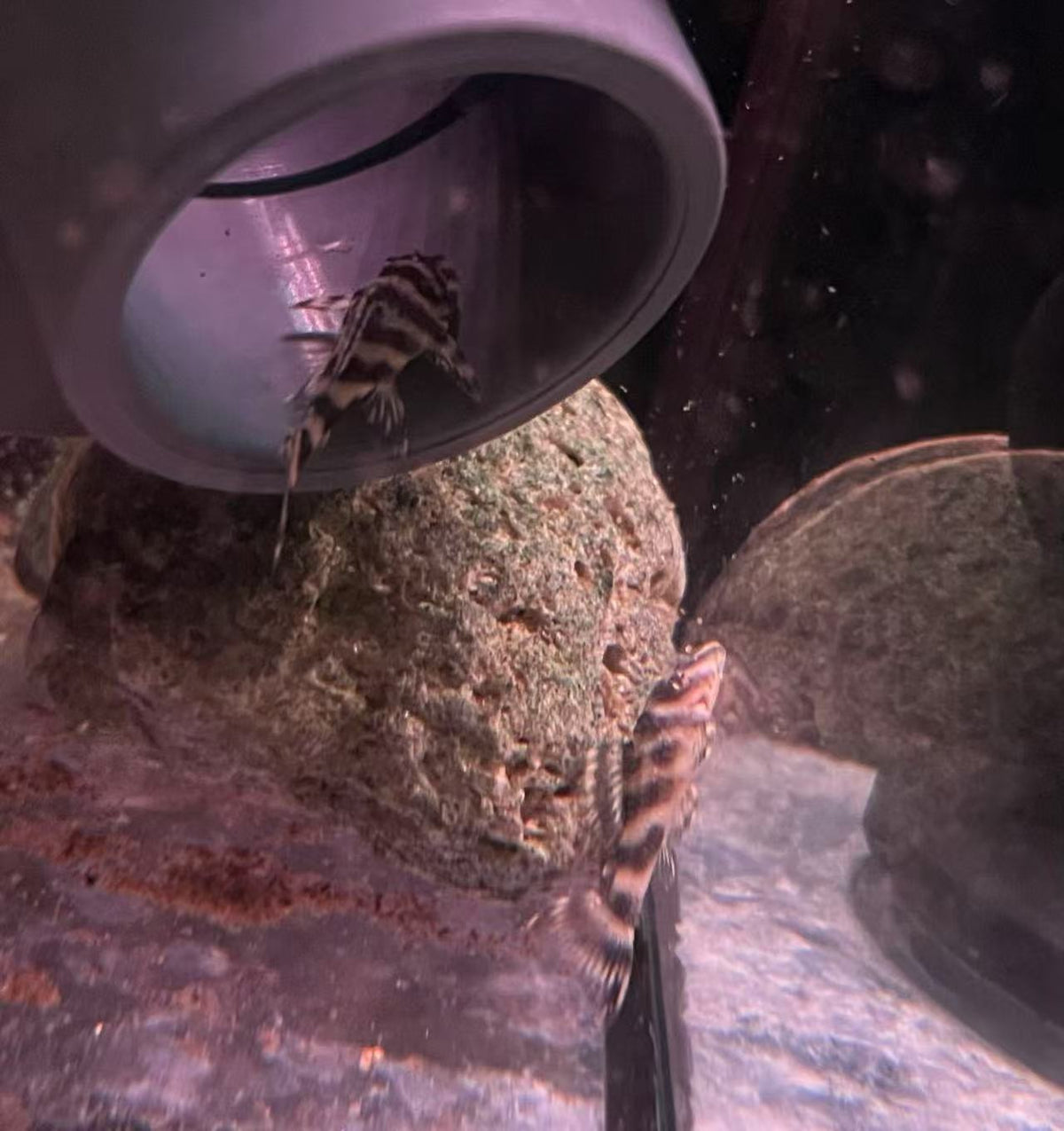 L270 Chocolate Zebra Pleco - Hypancistrus sp. L270 — Sydney City