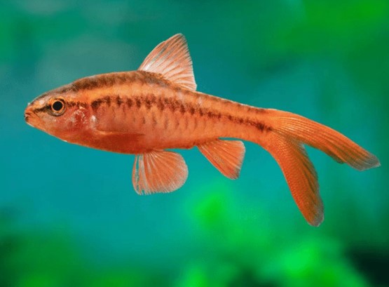 Longfin Cherry Barbs - Puntius titteya