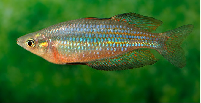 Splendid Rainbowfish - Melanotaenia splendida