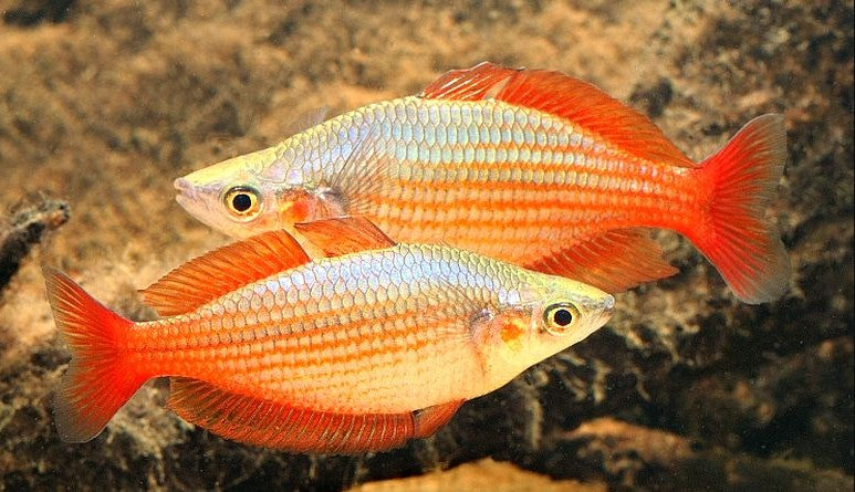 Splendid Rainbowfish - Melanotaenia splendida