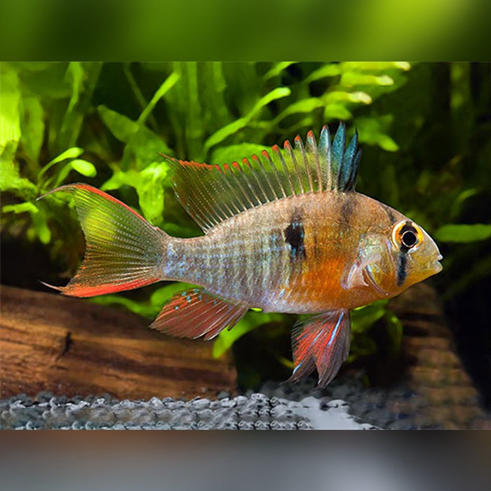 Bolivian Ram - Mikrogeophagus altispinosus