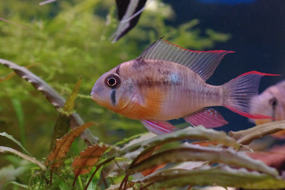 Bolivian Ram - Mikrogeophagus altispinosus