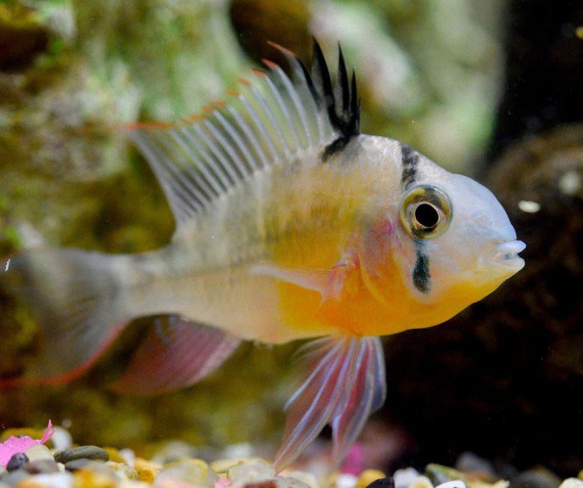 Bolivian Ram - Mikrogeophagus altispinosus