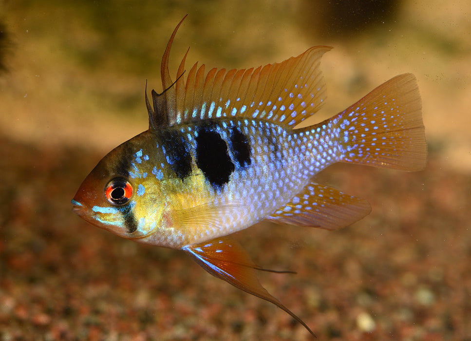German Blue Ram - Mikrogeophagus ramirezi