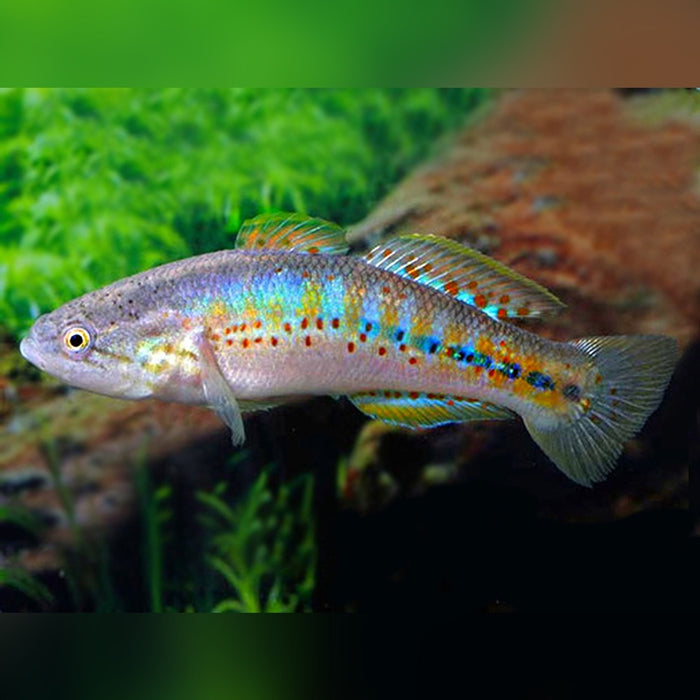 Purple Spot Gudgeon - Mogurnda adspersa