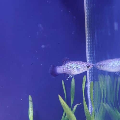 Neon Blue Wag Tail