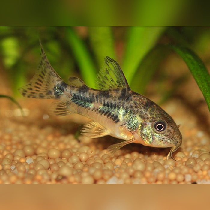 Corydoras Peppered - Corydoras paleatus