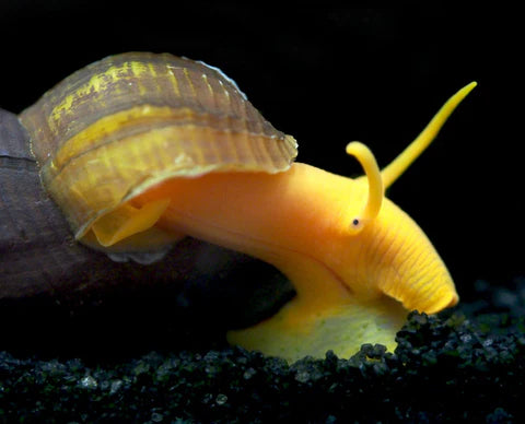 Orange Giant Sulawesi Rabbit Snails - Tylomelania zemis