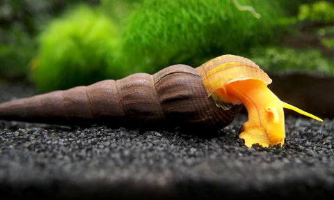 Orange Giant Sulawesi Rabbit Snails - Tylomelania zemis