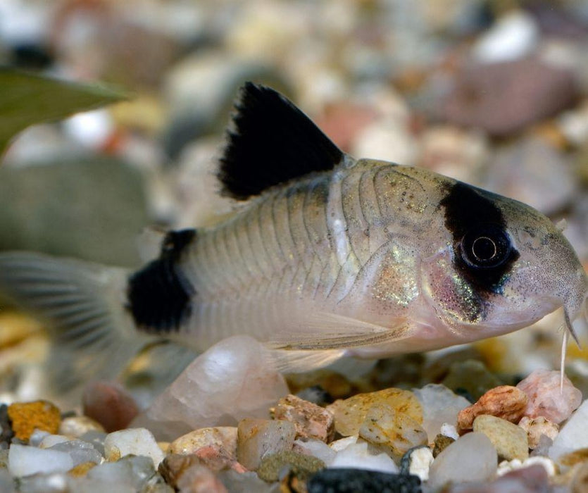 Corydoras Panda - Panda Cory