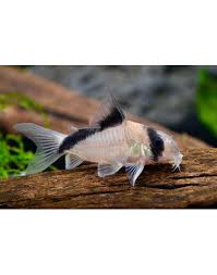 Corydoras Panda - Panda Cory