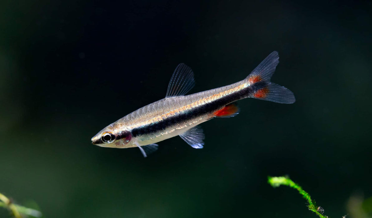Pencilfish Golden - Nannostomus beckfordi