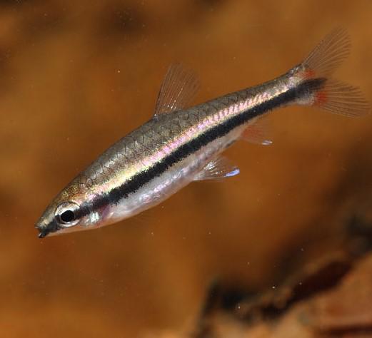 Pencilfish Golden - Nannostomus beckfordi