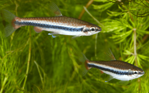 Pencilfish Golden - Nannostomus beckfordi